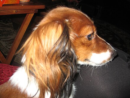 red dapple long haired dachshund