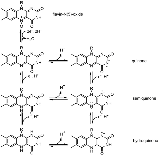 File:Redox states of FAD.png