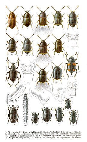 Descripción de la imagen Reitter-1908_table65.jpg.