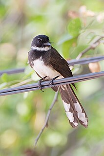 Malaysian pied fantail Species of bird