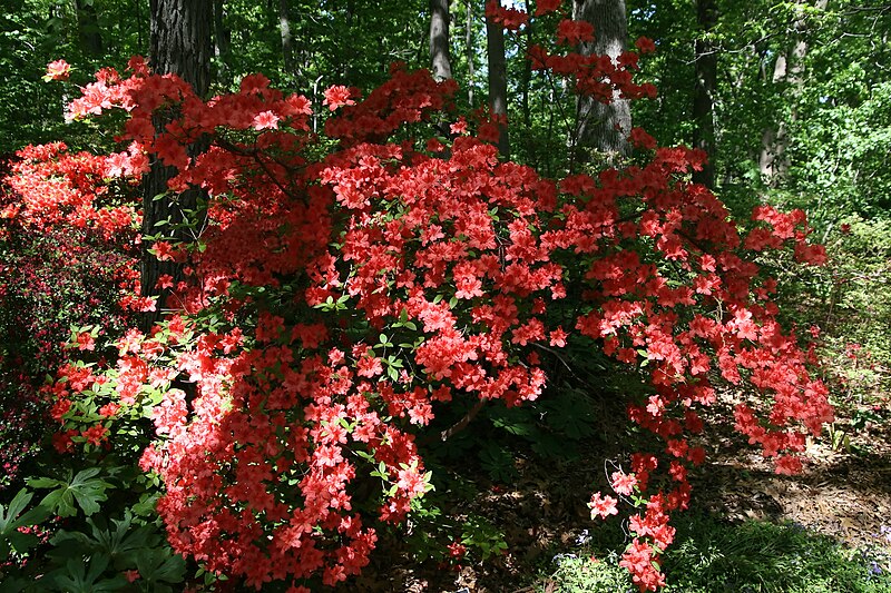 File:Rhododendron Bagatelle 2zz.jpg