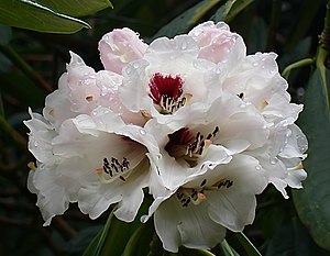 Rhododendren: Beschreibung, Giftigkeit, Verbreitung und Evolution