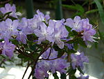 Rododendron augustinii 03. 
 JPG