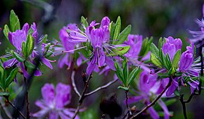 Description of Rhododendron canadense image (2581887502) .jpg.