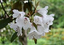 Rhododendron Galactinum - RHS Garten Harlow Carr - North Yorkshire, England - DSC01132.jpg