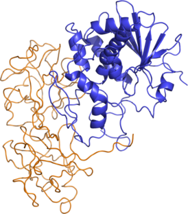 Пространственная структура рицина. Цепь А изображена синим цветом, цепь B — золотистым