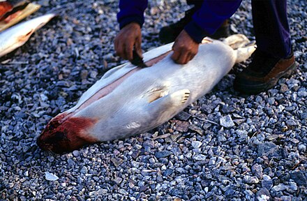 An Inuit hunter skinning a ringed seal