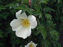 Rosa spinosissima Rosa-spinosissima-blomst.JPG