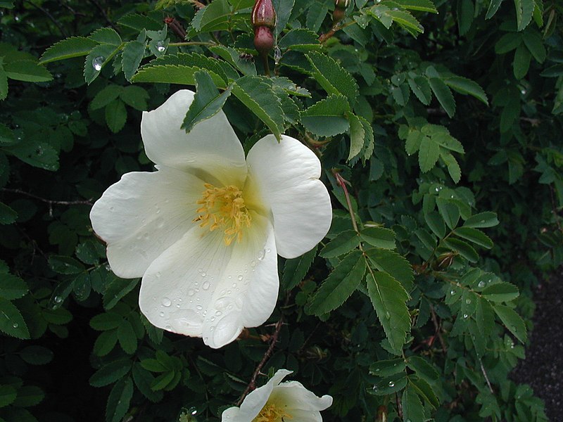 File:Rosa-spinosissima-blomst.JPG