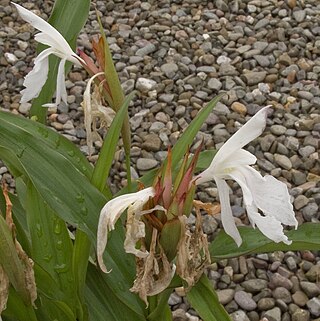 <i>Roscoea <span style="font-style:normal;">×</span> beesiana</i> Species of flowering plant