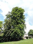 Sycamore maple and horse chestnut on the auberg