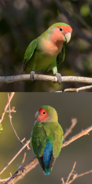 Thumbnail for File:Rosy-faced lovebird (Agapornis roseicollis roseicollis) 1 and 2.png