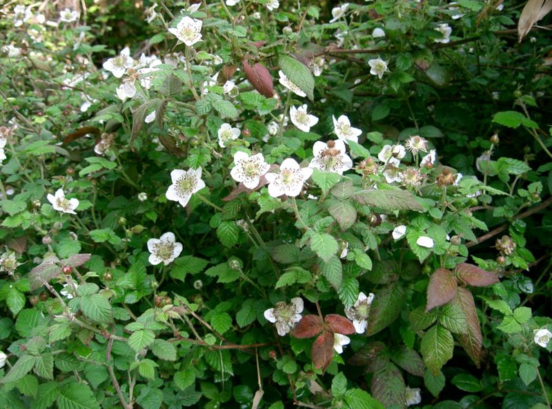 File:Rubus hirsutus4.jpg