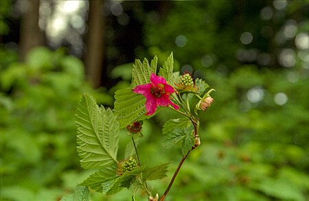 Rubus spectabilis Malina łososiowa