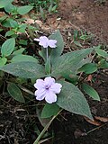 Thumbnail for Ruellia jussieuoides