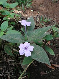 Ruellia jussieuoides