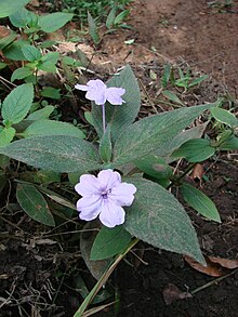 Ruellia puri.jpg