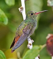 Hummingbird.jpg עם זנב Rufous