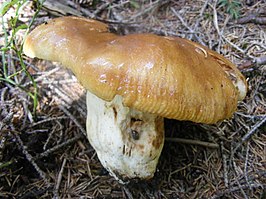 Stinkende russula