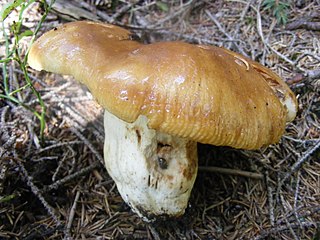 <i>Russula foetens</i>