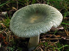 Russula parvovirescens 89287.jpg