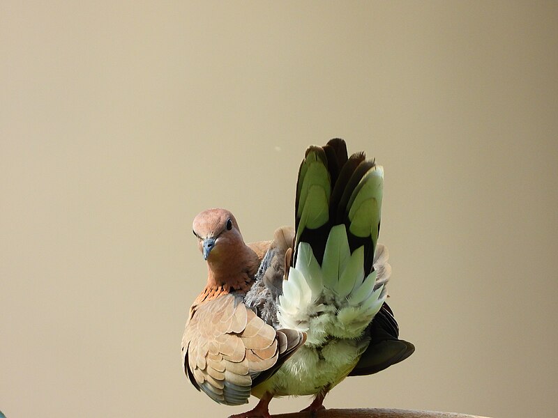 File:SW Laughing Dove.jpg