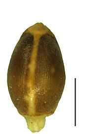 Nutlet (the black scale bar represents 1 mm)