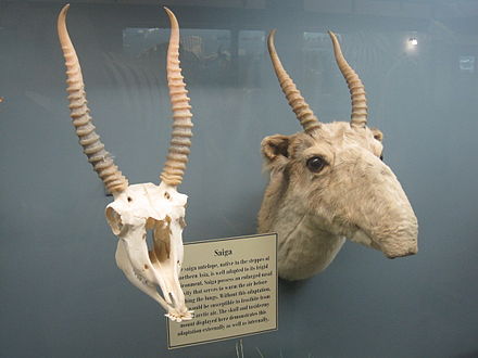 Saiga antelope skull and taxidermy mount on display at the Museum of Osteology