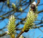 Salix Caprea 010-2.jpg