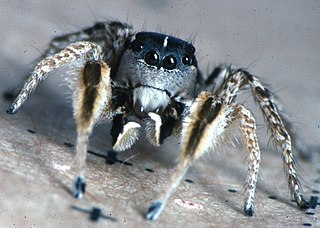 <i>Habronattus tarsalis</i> Species of spider