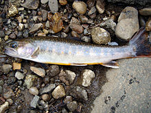 Salvelinus leucomaenis japonicus-1.jpg