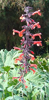 <i>Salvia rubescens</i> species of plant