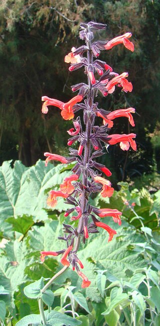 <i>Salvia rubescens</i> Species of flowering plant