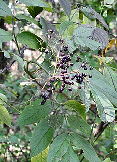 <i>Sambucus canadensis</i> subspecies of plant