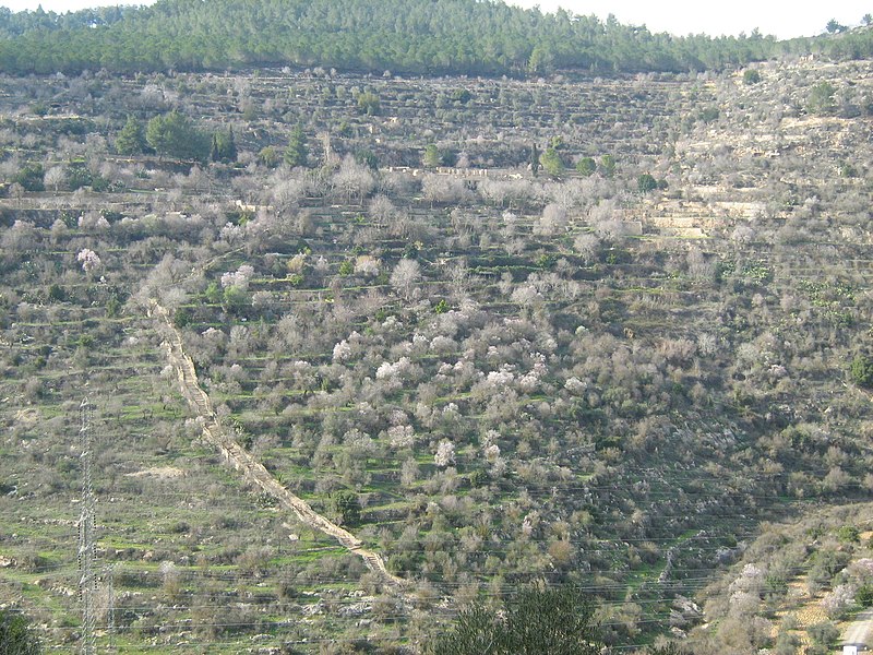 הסטף