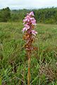 Satyrium nepalense