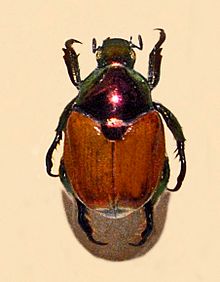 Scarab - Popillia cupricollis.JPG