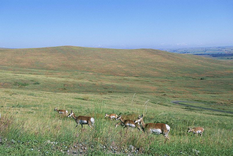 File:Scenic view of several pronghorn grazing in forefront with hills.jpg