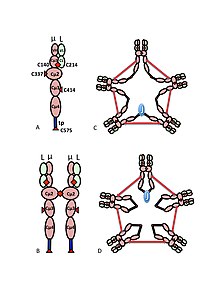 Figure 1. Schematic model of IgM
A) The mL heterodimer, sometimes called a halfmer, with variable (VH, VL) and constant region (Cm1, Cm2, Cm3, Cm4tp; CL) domains. The cysteines that mediate disulfide bonds between m chains are shown as red arrowheads, so that a cysteine disulfide bond appears as a red double arrowhead (red diamond).

B) The IgM "monomer" (mL)2. The disulfide bonds between Cm2 domains are represented by a red double arrowhead.
C, D) Two models for J chain-containing IgM pentamer that have appeared in various publications at various times. As in (B), the disulfide bonds between Cm2 domains and the disulfide bonds between Cm4tp domains are represented by a red double arrowhead; the Cm3 disulfide bonds are represented (for clarity) by long double-headed arrows. The connectivity, i.e., the inter-chain disulfide bonding of the m chains, is denoted like electrical connectivity. In (C) the Cm3 disulfide bonds join m chains in parallel with the Cm4tp disulfide bonds, and these disulfide bonds join m chains in series with the Cm2 disulfide bonds. In (D) the Cm2 and Cm4tp disulfide bonds join m chains in parallel and both types join m chains in series with the Cm3 disulfide bonds. (Figure reproduced with permission of the publisher and authors ). Schematic model of IgM.jpg