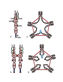 Immunoglobulin M - Wikipedia