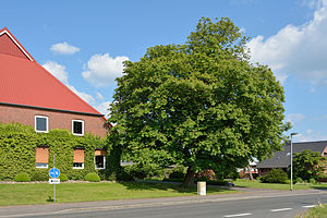 Schleswig-Holstein, Wilster, Naturdenkmal NIK 6517.JPG