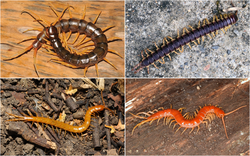 Scolopendromorpha collage 2x2.png