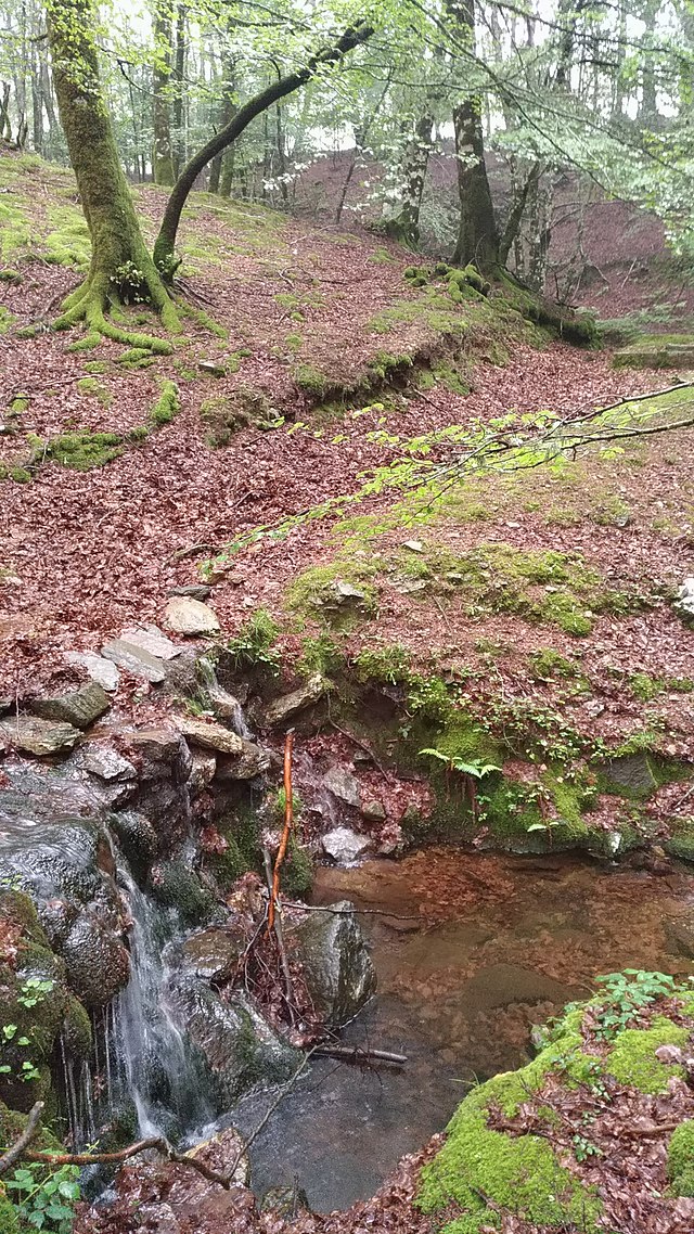 Spring water and trees of Zomaro plateau, Italy