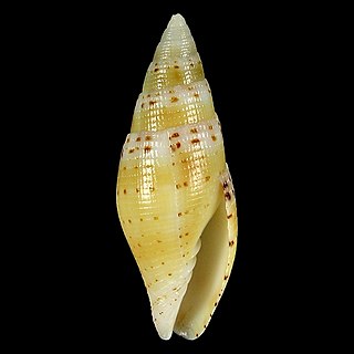 <i>Scabricola lorenzi</i> species of mollusc