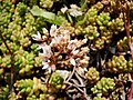 sedum album L. 'Laconicum'