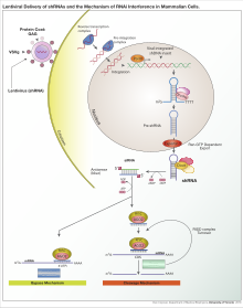 Lentiviral delivery of designed shRNA's and the mechanism of RNA interference in mammalian cells. ShRNA Lentivirus.svg