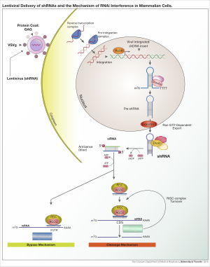 Lentiviral delivery of shRNA and the mechanism of RNA interference in mammalian cells. ShRNA Lentivirus.svg
