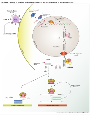 Rna-Interferenz: Vorkommen, Funktion, Mechanismus