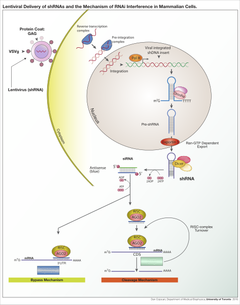 File:ShRNA Lentivirus.svg