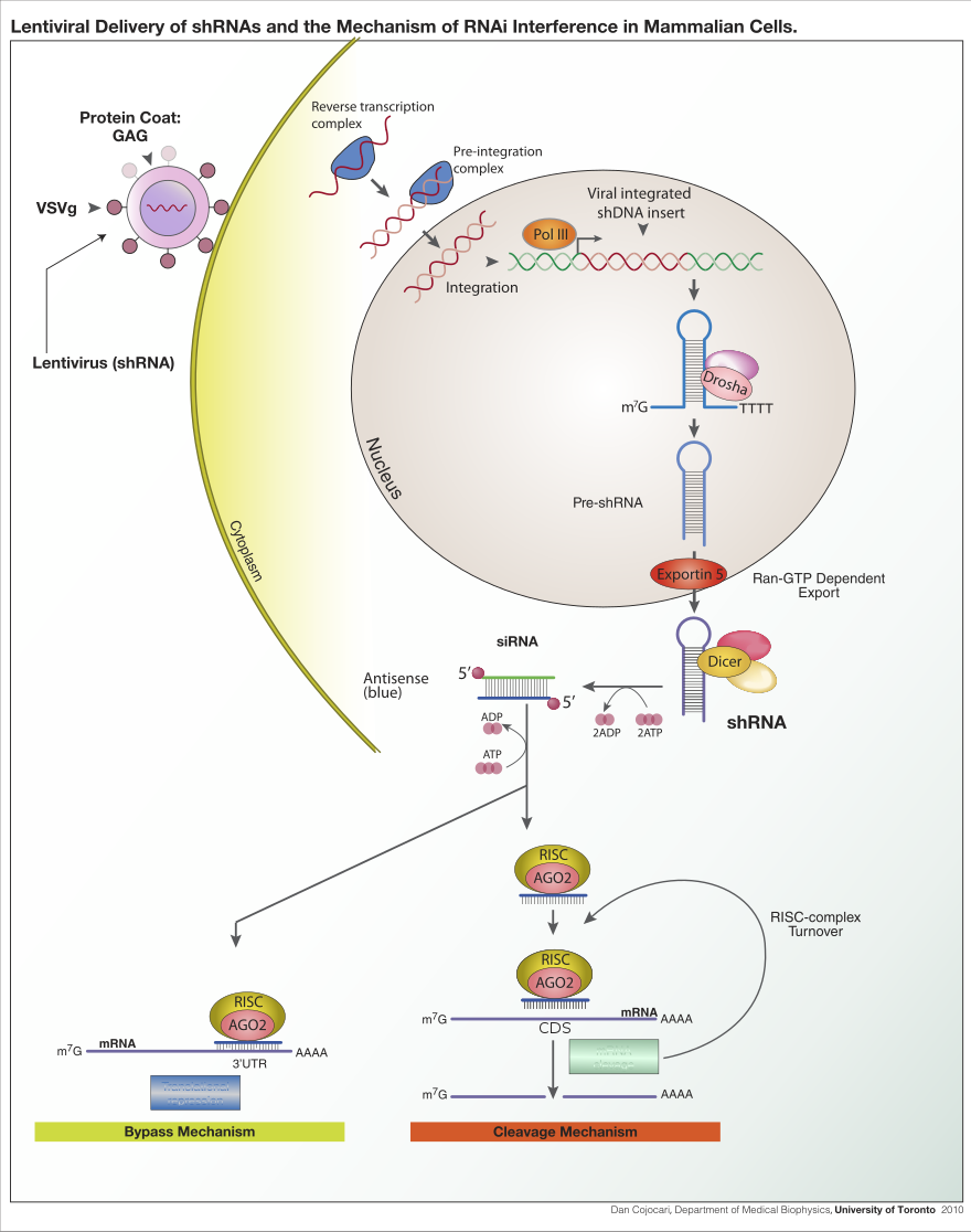 Lentiviral delivery of designed shRNA's and the mechanism of RNA interference in mammalian cells.